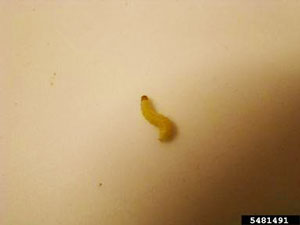 indian meal moths and rodent-hoarded food