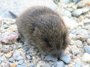 Meadow Vole: Microtus Pennsylvanicus
