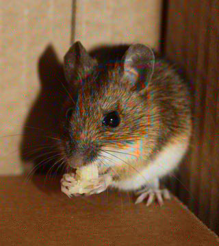 mouse poop or droppings can determine if you have an active infestation