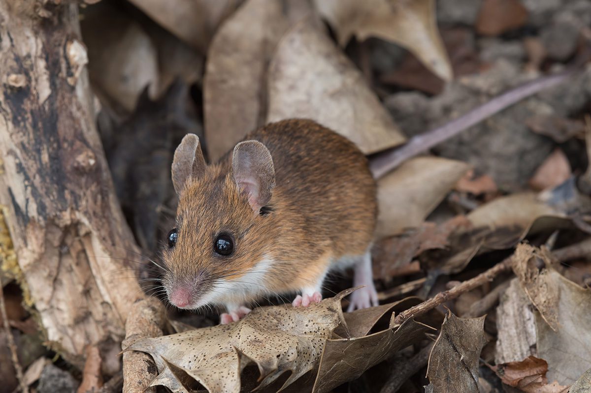 rodent control for field mice