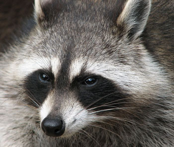 raccoon 