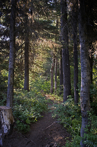 ticks in fall