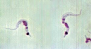 chagas parasites