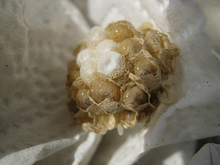 baby wasps