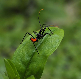 larva wheel bug