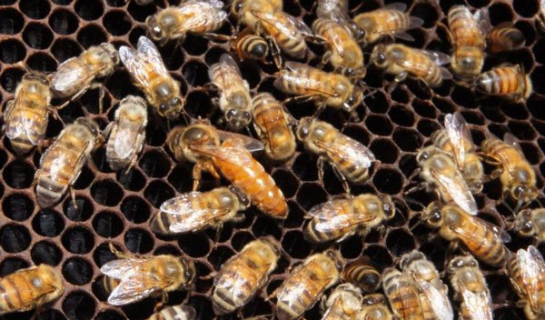 Africanized bees