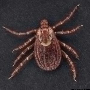 American Dog Tick (Dermacentor variabilis)
