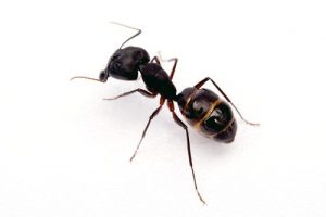 antennae