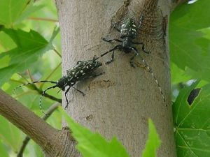 Asian longhorned beetle
