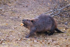 beaver