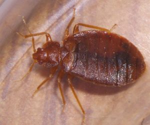Bed bug war