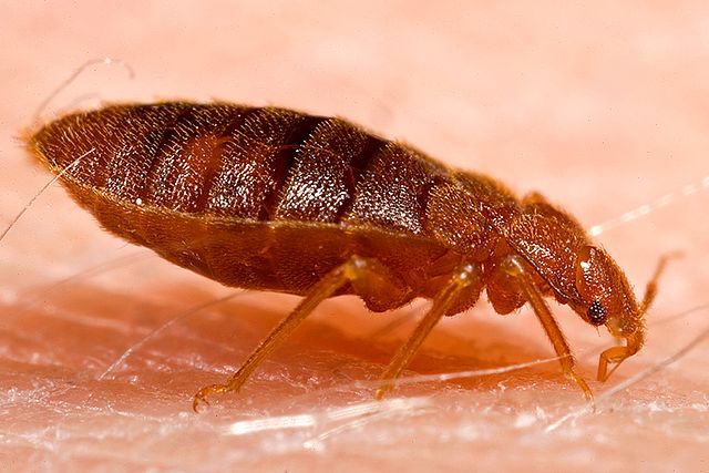 bed-bug
