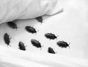 bed bug infestation