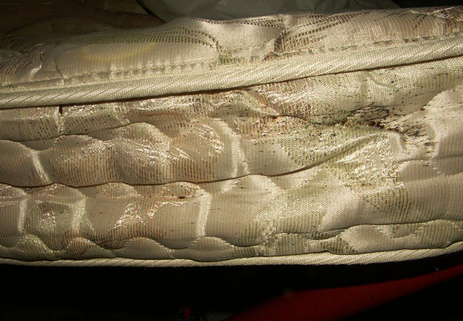 Bed bugs in mattress