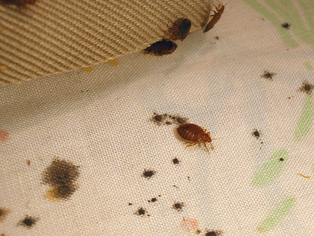 2 bed bugs
