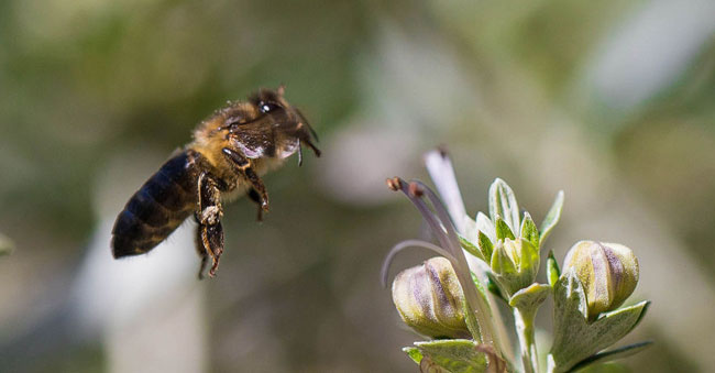 Bee pollinating