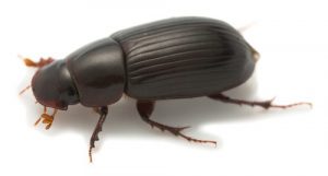 beetle