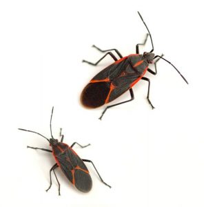 boxelder-bugs