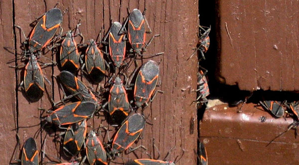 Boxelder bugs in house Boxelder bugs in house