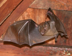 Brown bat in the attic