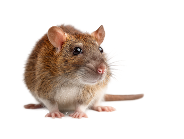brown rat