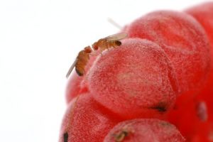 bug-on-fruit
