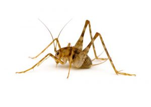 camel-cricket
