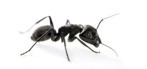 carpenter-ant2