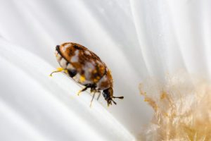 carpet-beetle