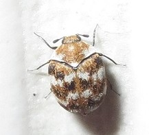 Carpet Beetle