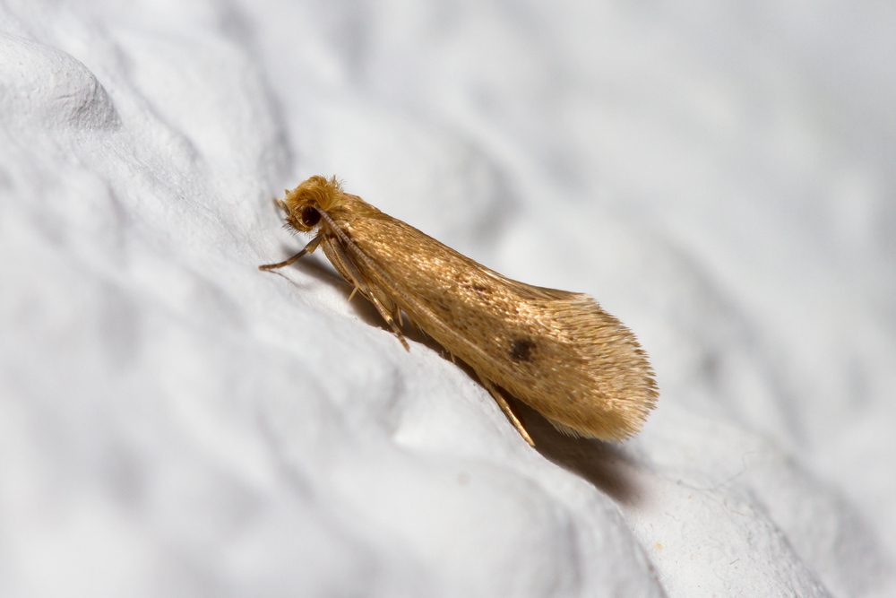 case making clothes moth