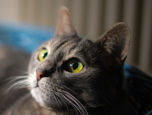 grey cat with green eyes