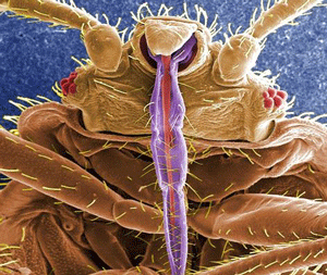 Cimex lectularius