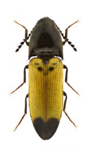 click-beetle