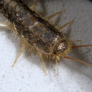 Close up shot of silverfish
