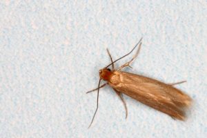 clothing-moth