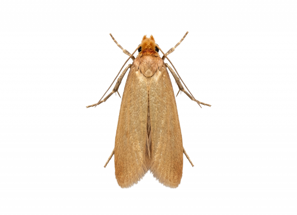 Webbing clothes moth