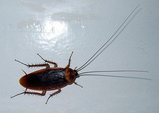 American Cockroach