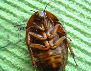 Cockroaches getting bigger