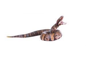 copperhead-snake