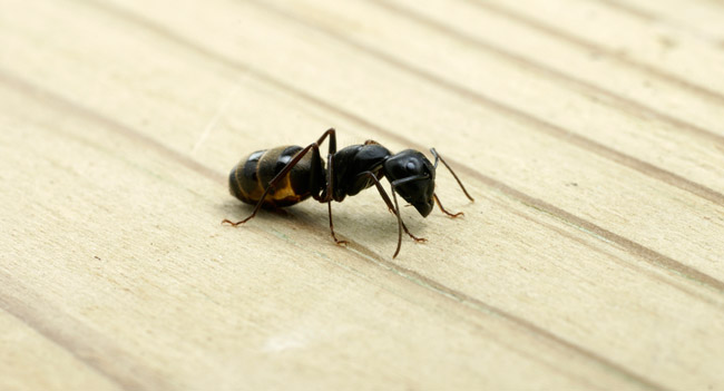 Crazy carpenter ants in winter Carpenter ant on wood floor