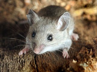 Deer mouse
