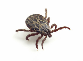 Deer ticks in your yard