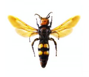 digger-wasp