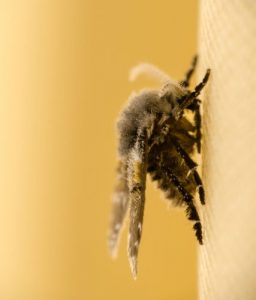 drain-fly