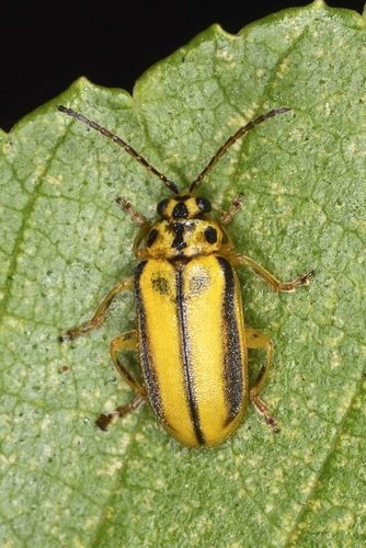 Elm leaf beetle