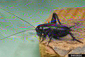 field cricket