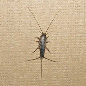 Close up of a Firebrat