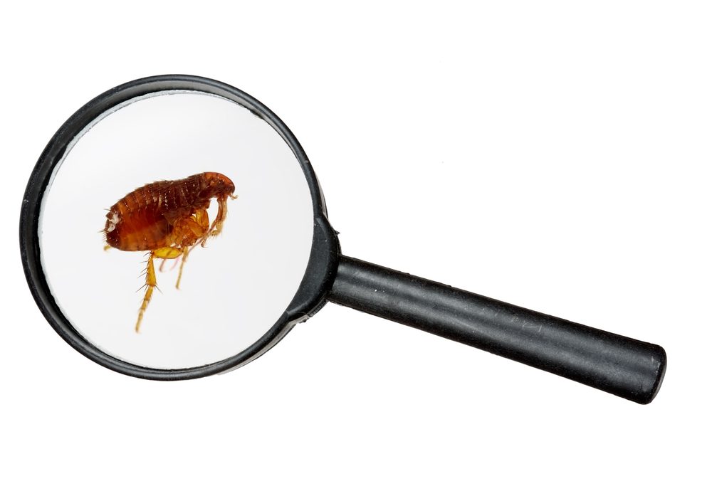 flea control under the inspection lens