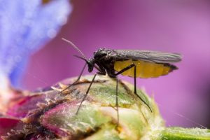 fungus-gnat